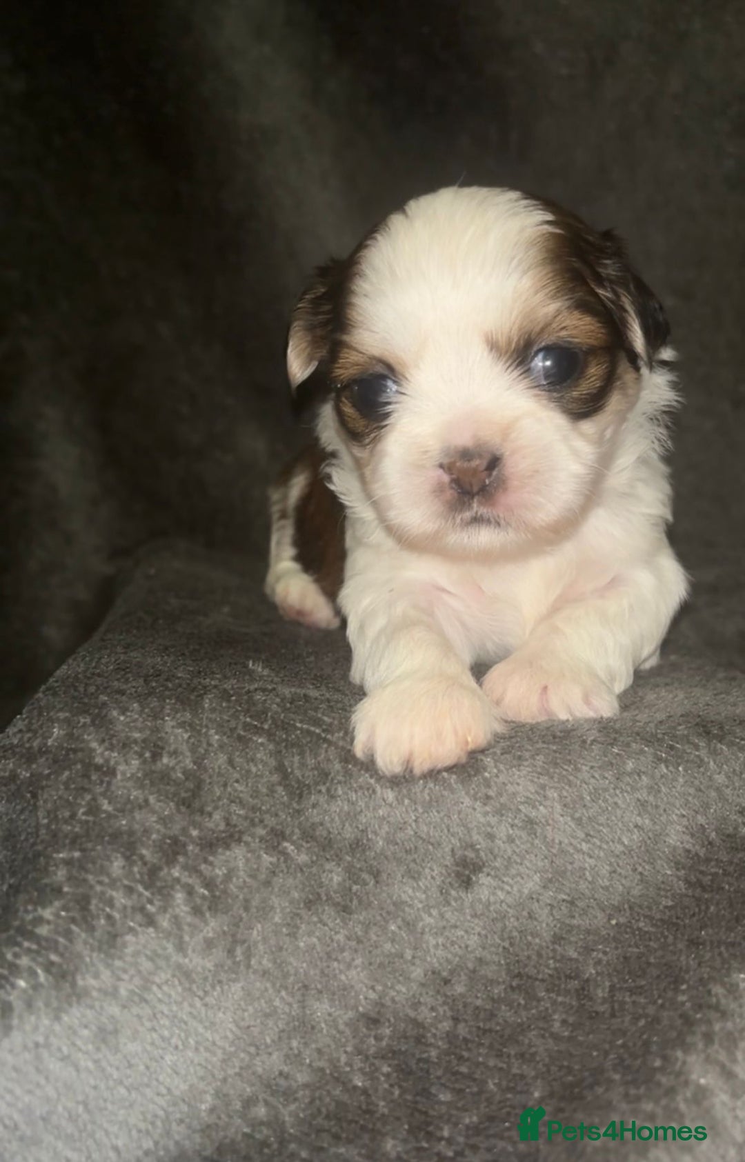 Shih Tzu dogs for sale: Small beautiful Shih tzu puppies - Image 5