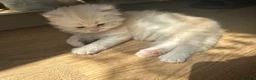 British Longhair cats for sale: Beautiful British Longhair Boys!! in Slough - Advert 14