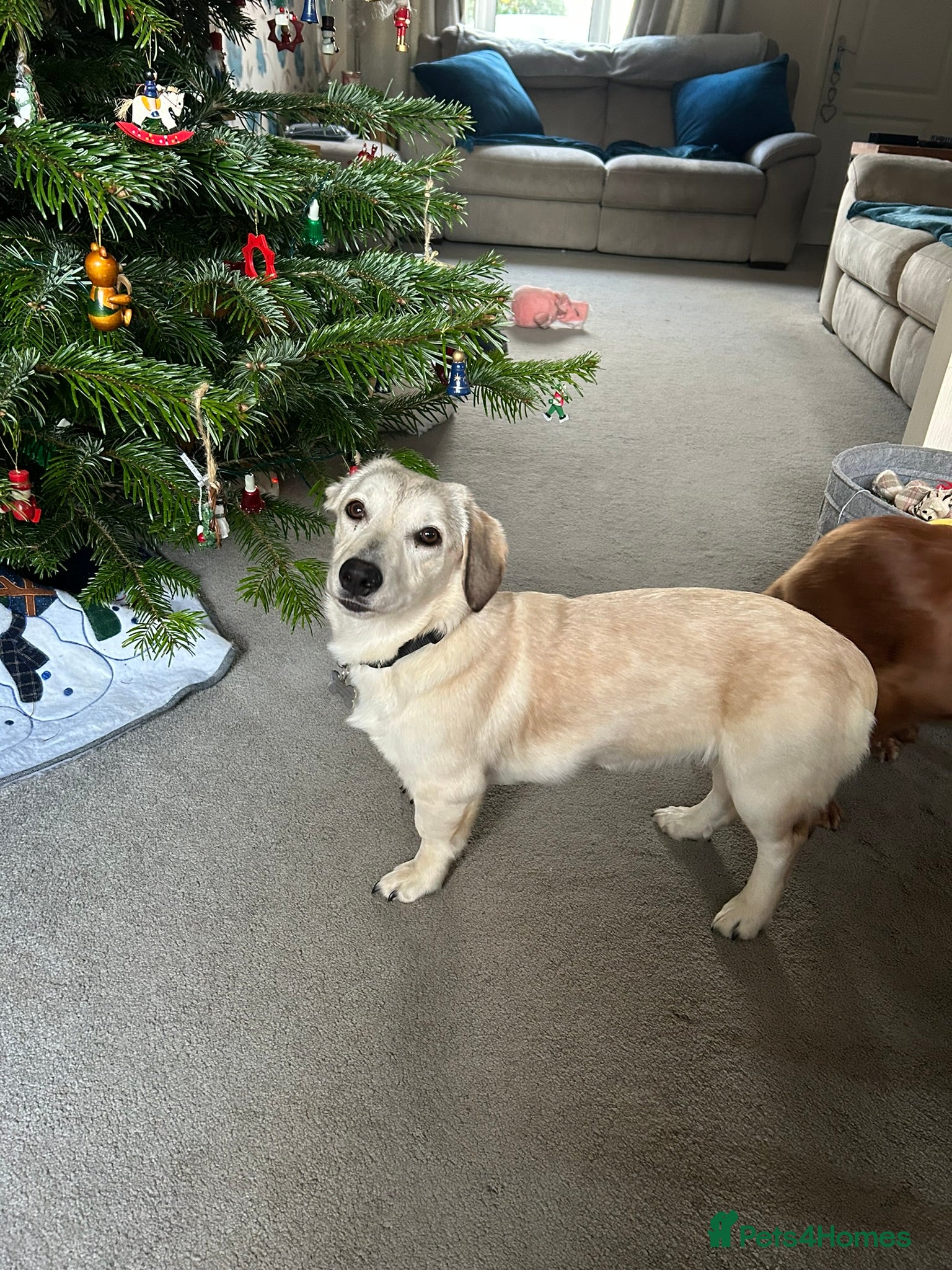 Mixed Breed dogs ROXANNE - Advert 18