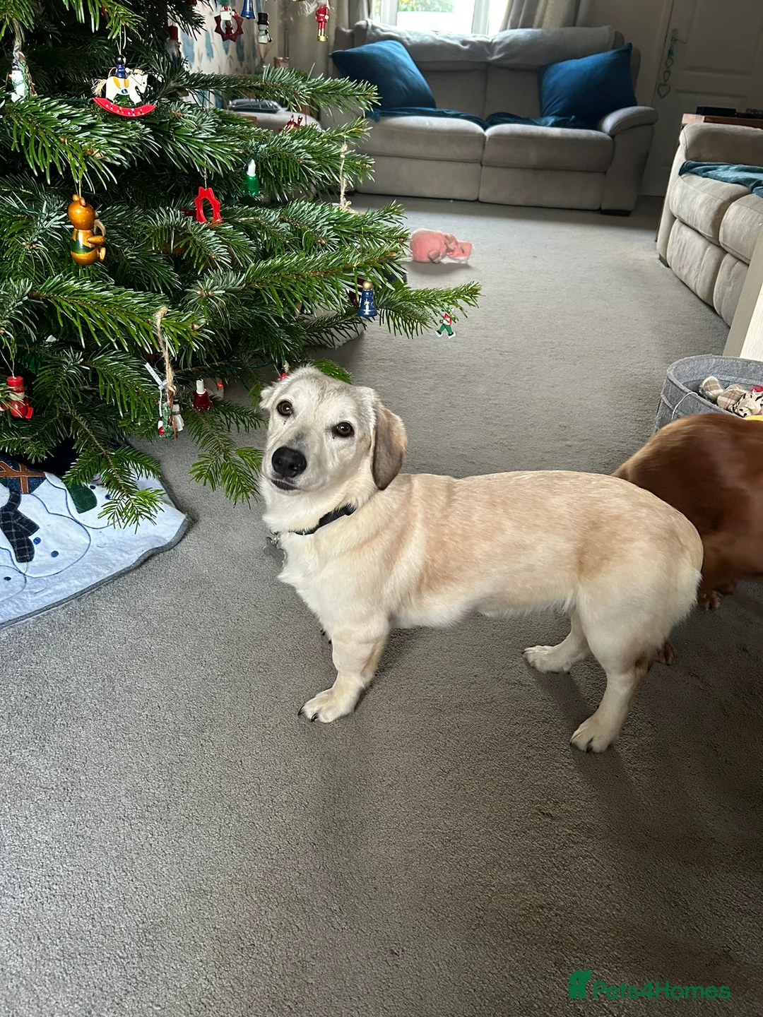 Mixed Breed dogs for adoption: ROXANNE - Advert 3