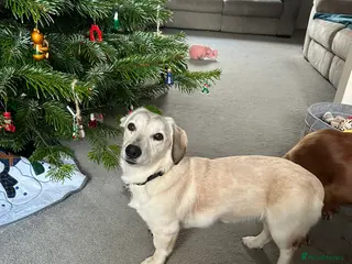 Mixed Breed dogs ROXANNE - Advert 2