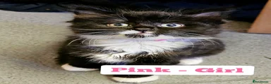 Girl - pink