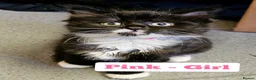 Mixed Breed cats for sale: Fluffy kittens - Advert 5