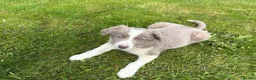 Border Collie dogs for sale: Rare Welsh Border Collie Puppies - Advert 6