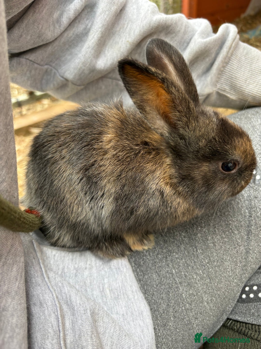 Mixed Breed rabbits for sale: Baby rabbits  - Image 3