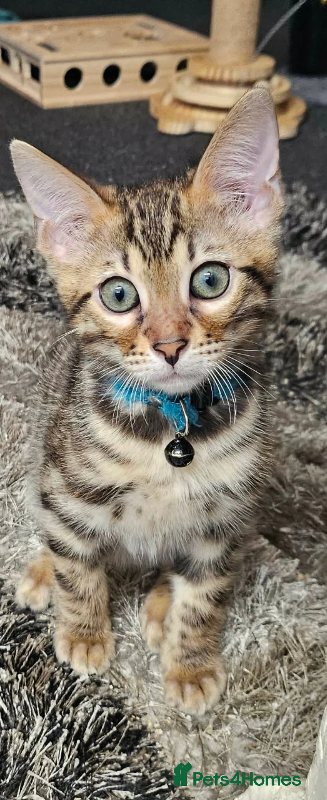 Bengal cats for sale: Tica Active Registered Bengal Kittens  - Advert 1