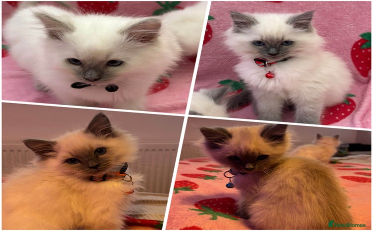 Ragdoll cats - Advert 8