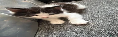 British Longhair 1