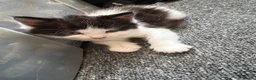British Longhair cats for sale: british long hair kittens  in Hayling Island - Advert 3