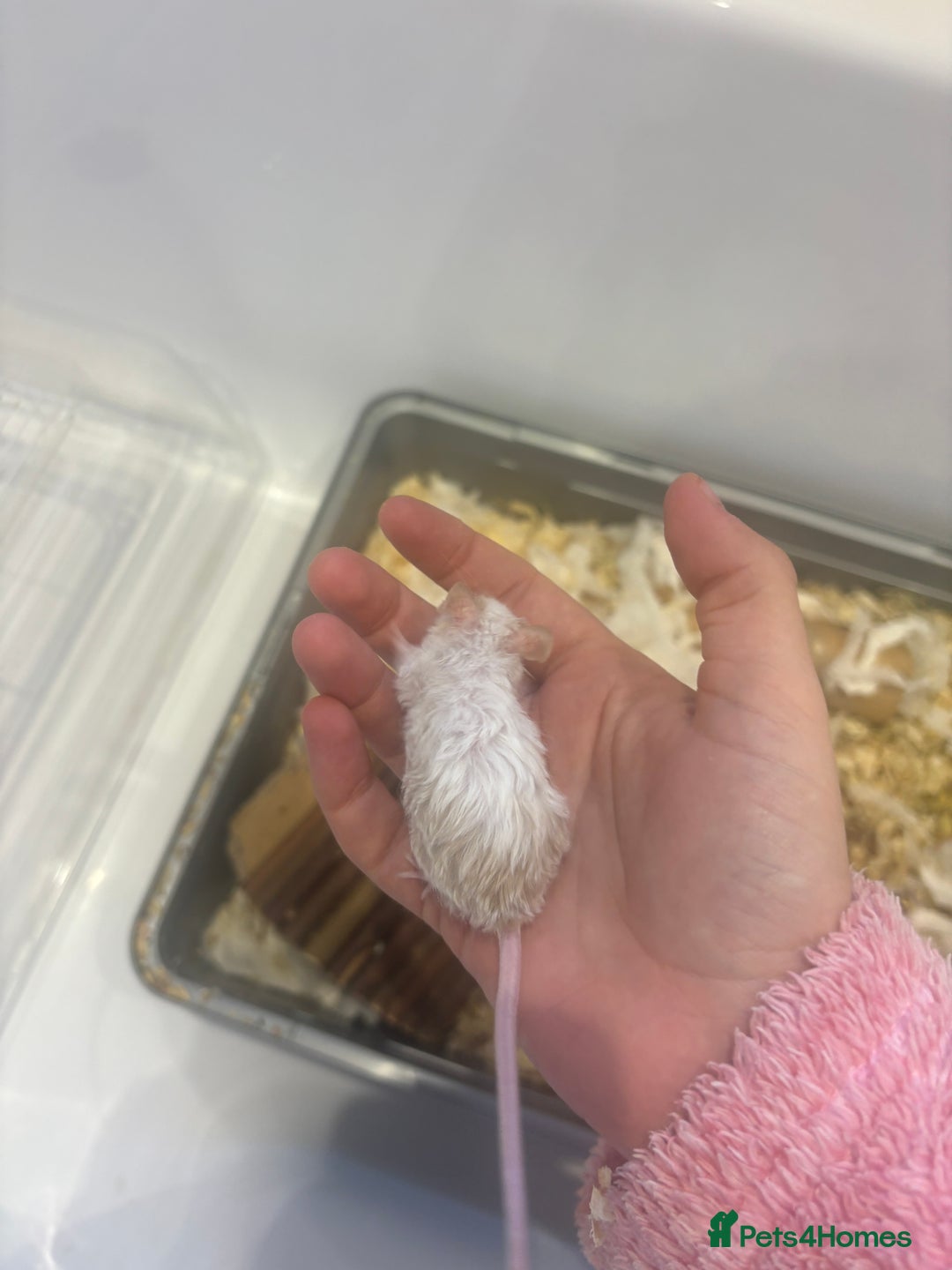 Mouse rodents for sale: Male mice - Advert 2