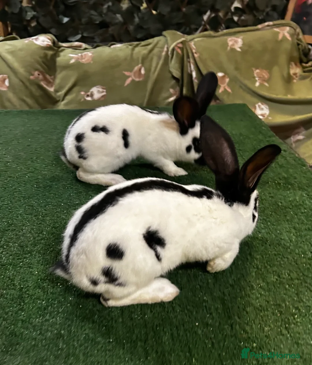 Continental Giant rabbits for sale: Gorgeous Giant Papillon Babies  - Advert 3