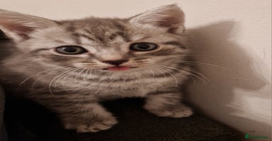 Scottish Fold cats - Advert 1