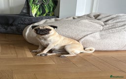 Pug dogs for sale: 2 year old pug for sale  - Image 4