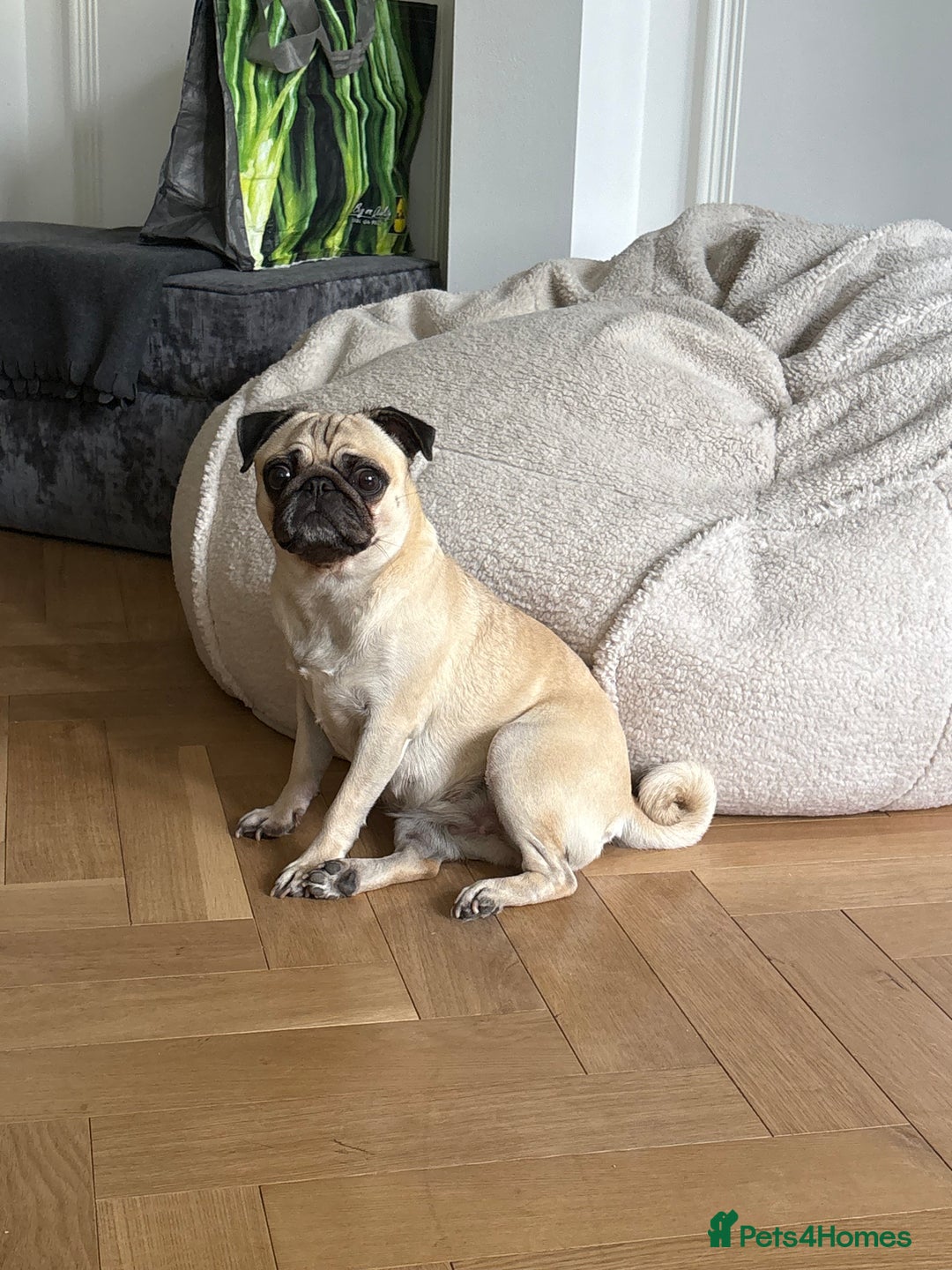 Pug dogs for sale: 2 year old pug for sale  - Image 4
