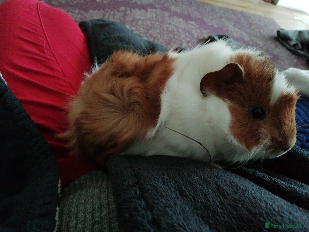 Guinea Pig rodents for sale: Adorable brother and sister are looking for home - Advert 6