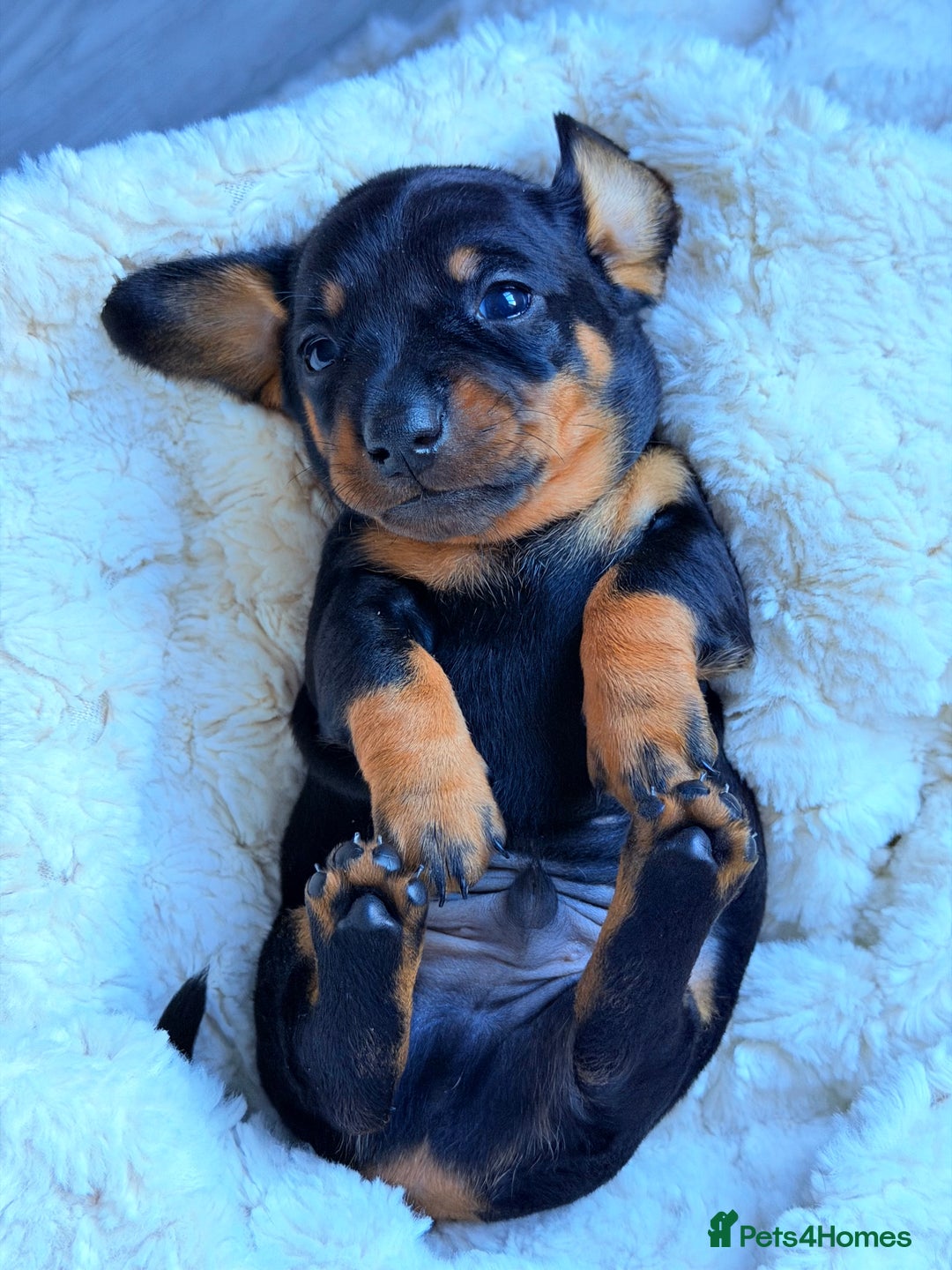 Miniature Dachshund dogs for sale: 🩵🩷✨ STUNNING MINIATURE DACHSHUND LITTER ✨🩷🩵 - Advert 26