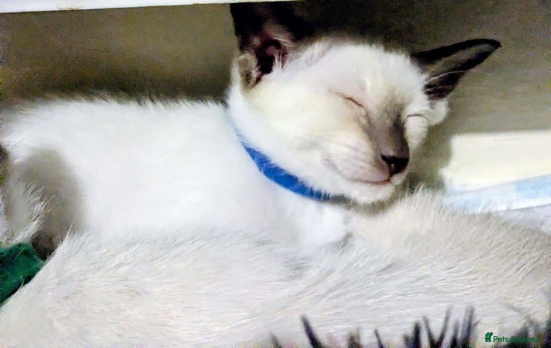 Siamese cats for sale: 6 little monkeys 🩷🩵 - Advert 5