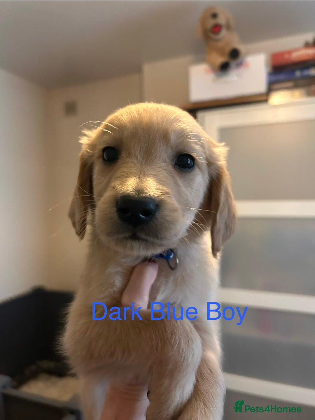 Golden Retriever dogs for sale: 2 Handsome Golden Retriever Boys - Advert 5