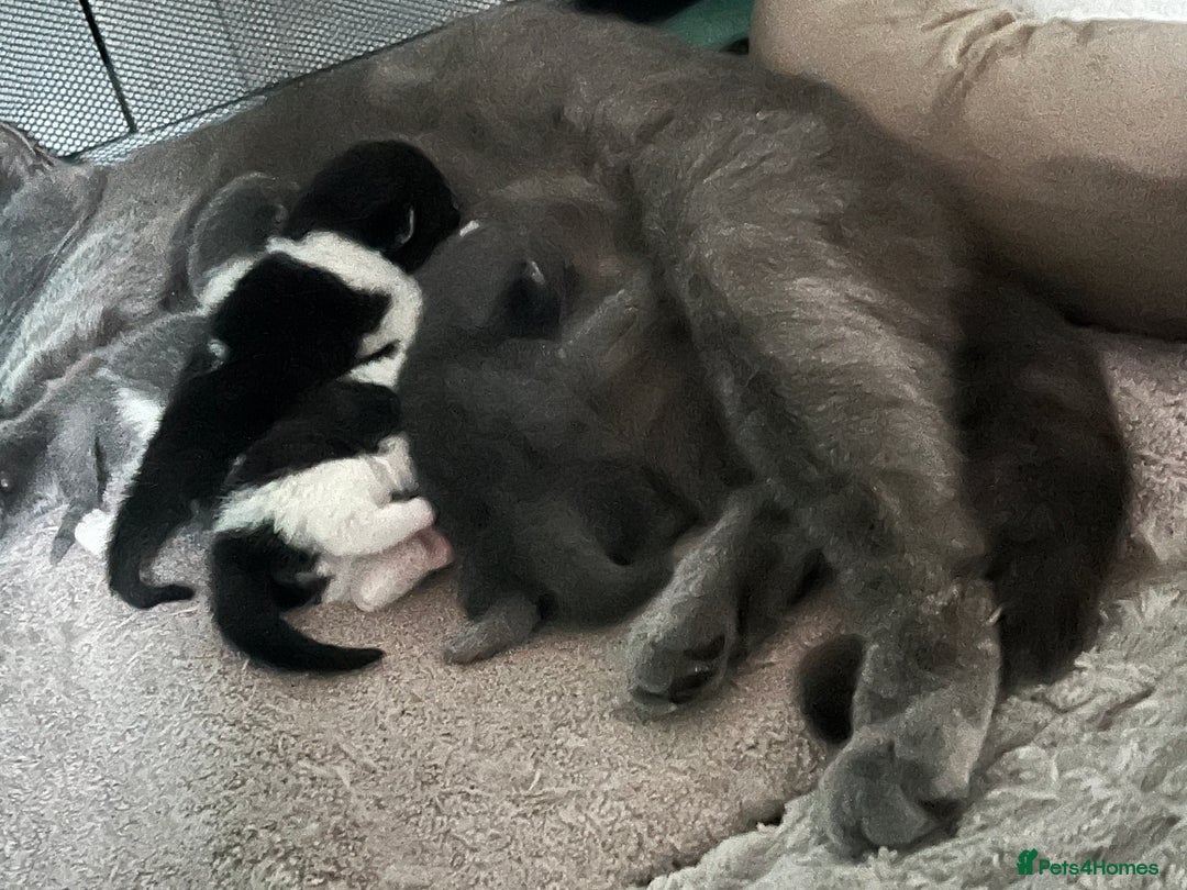 British Shorthair cats for sale: 3 British shorthair kittens  - Image 15