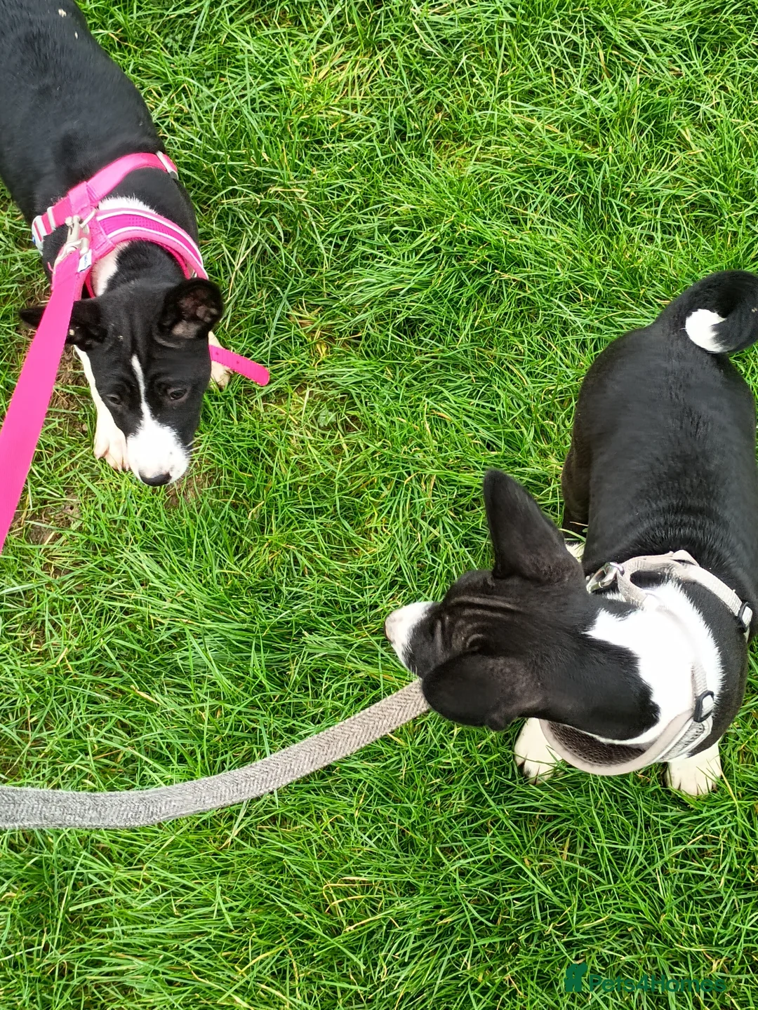 Basenji dogs for sale: Top quality lines pedigree Basenji pups.Ready now. - Advert 4