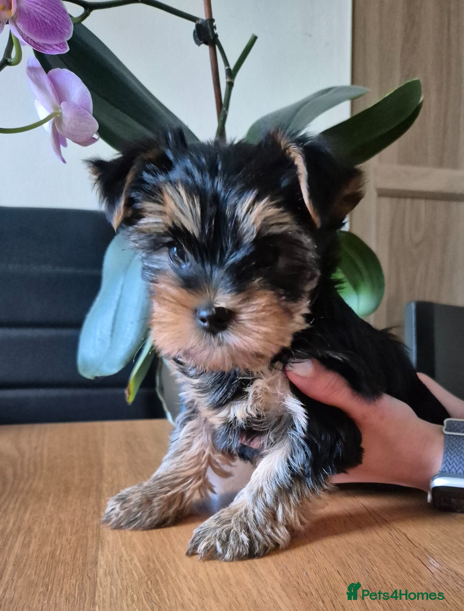Yorkshire Terrier dogs  KC Registered Yorkshire Terrier Puppies  - Advert 4