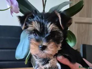 Yorkshire Terrier dogs KC Registered Yorkshire Terrier Puppies - Advert 4