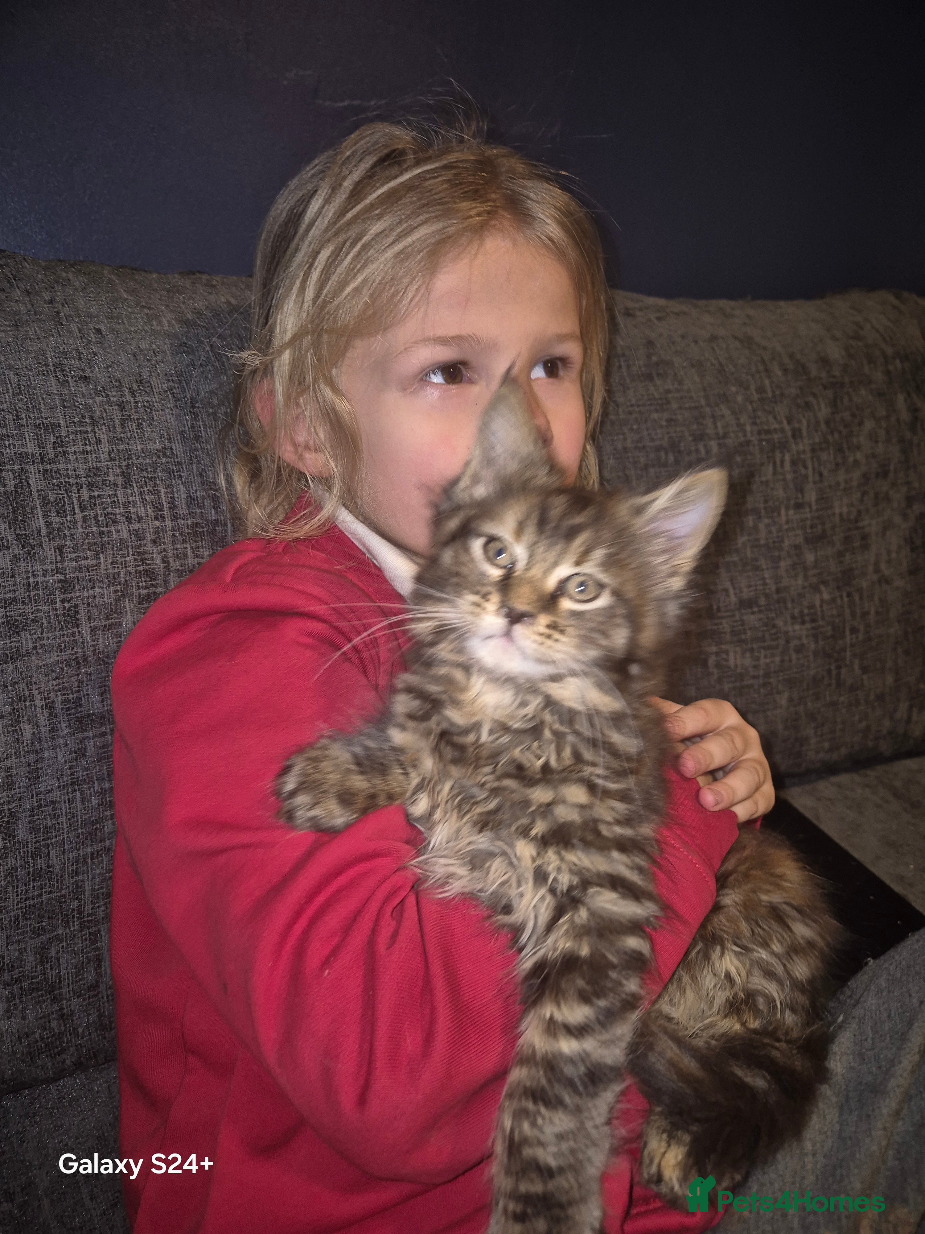 Maine Coon cats Russian /xxl maine coon - Advert 9