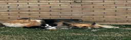 Border Collie dogs for sale: 2 Beautiful collies left ready to leave - Advert 27