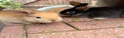 Mini Lop rabbits for sale: Mini Lop Girls - Advert 1