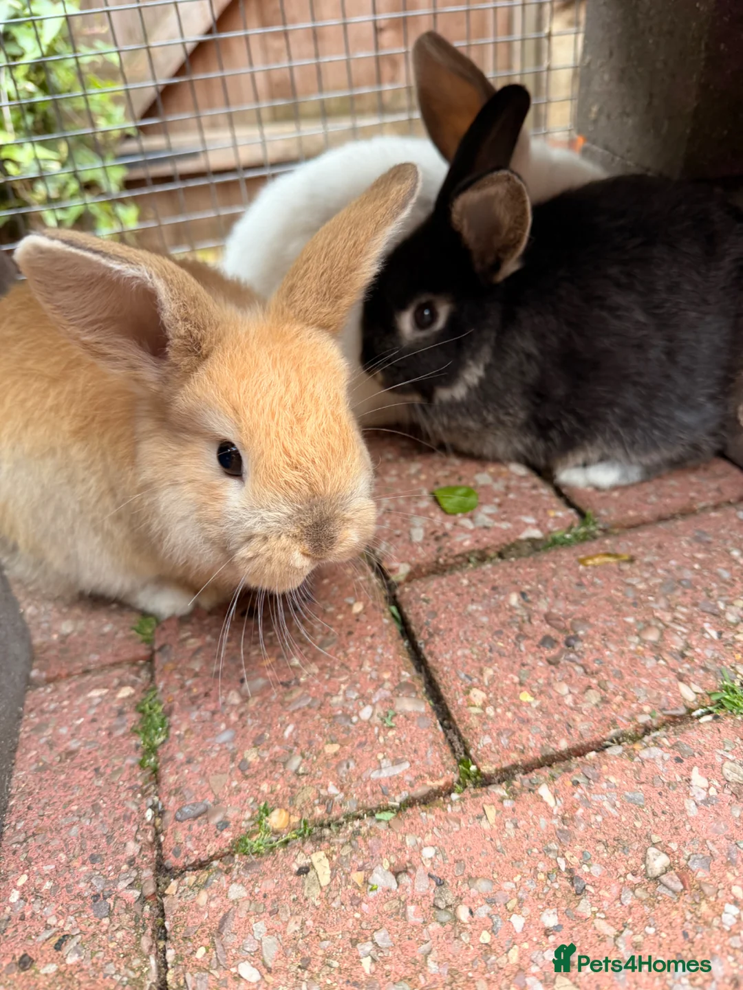 Mini Lop rabbits for sale: Mini Lop Girls - Advert 1