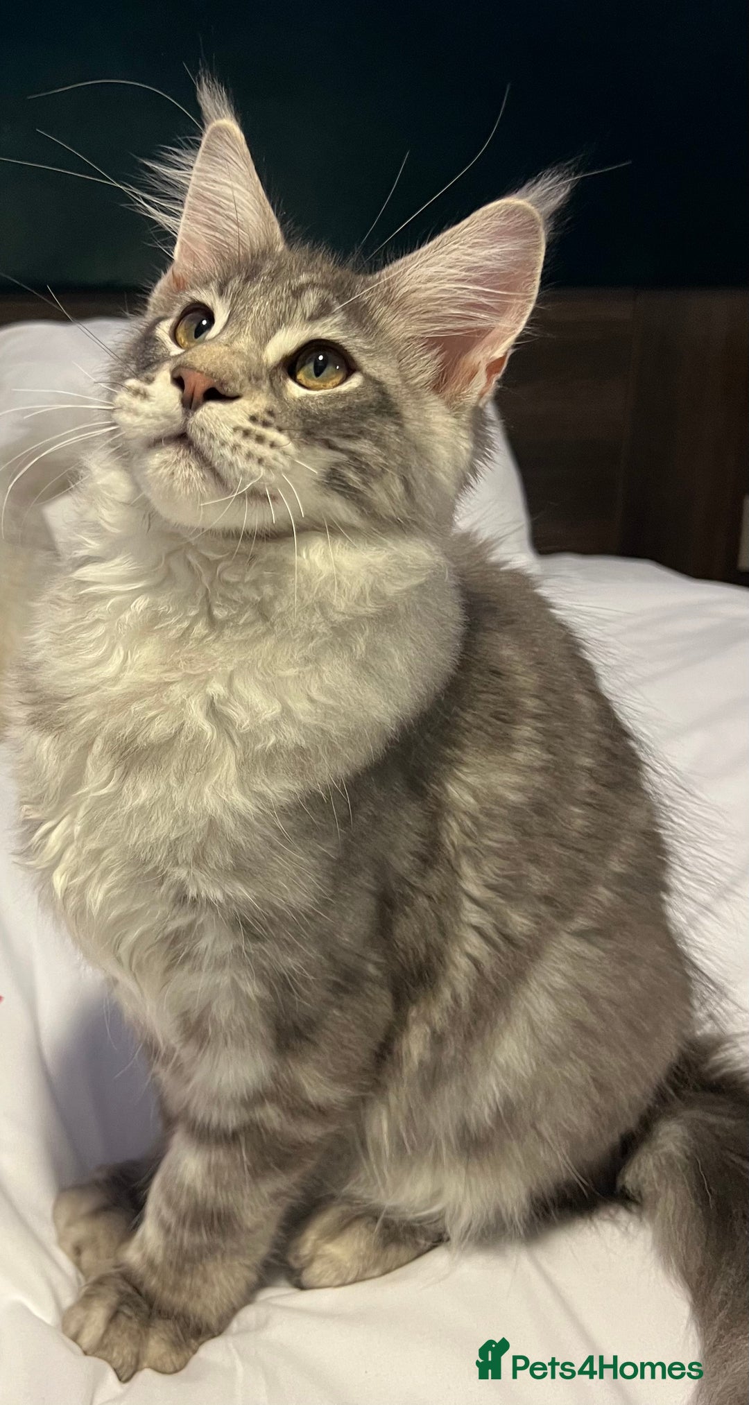 Maine Coon cats for sale: TICA boy blue silver huge Maine coon male  - Advert 5