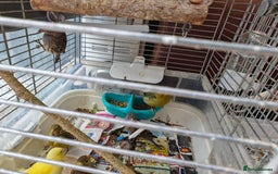 Canaries birds for sale: 13 Mixed Male/ Female Canaries in diffrent colours - Image 4