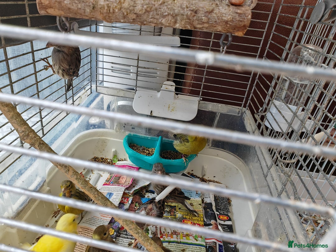 Canaries birds for sale: 13 Mixed Male/ Female Canaries in diffrent colours - Image 4