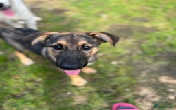 Mixed Breed dogs for adoption: BIBY, a Lovely young girl - for a Loving Home - Advert 3