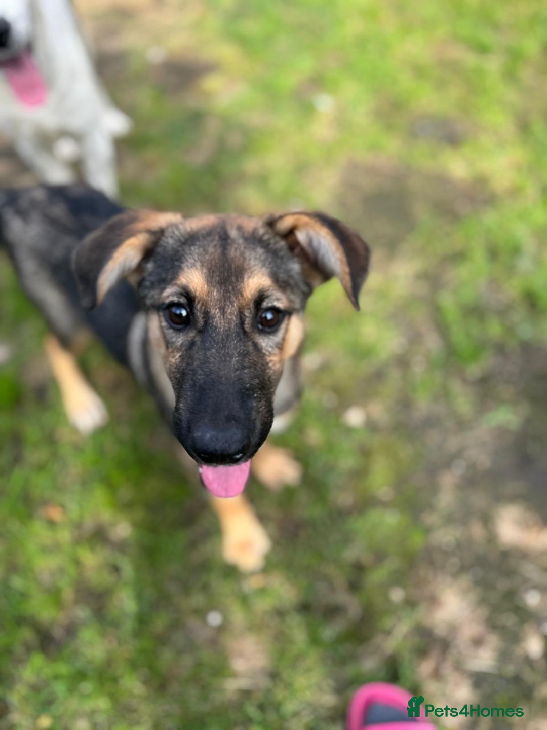 Mixed Breed dogs for adoption: BIBY, a Lovely young girl - for a Loving Home - Advert 3
