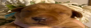 Labrador Retriever 7