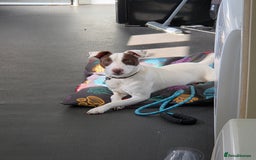Patterjack dogs for sale: 11month old patterjack - Image 1