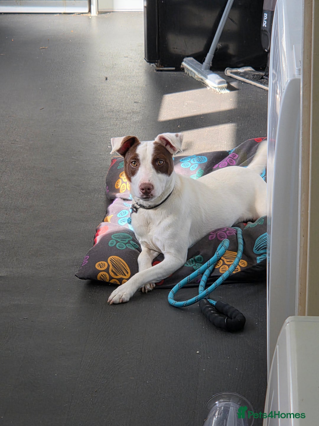 Patterjack dogs for sale: 11month old patterjack - Image 1