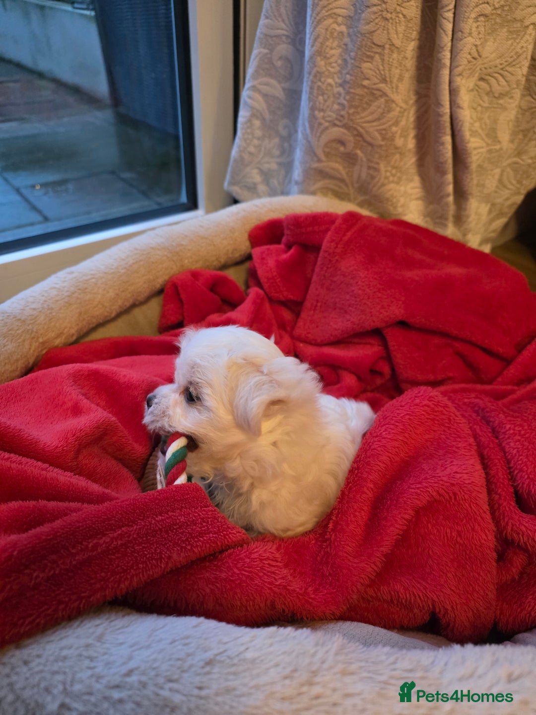 Maltese dogs for sale: A tiny little boy  - Advert 2