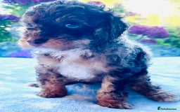 Cockapoo dogs for sale: Stunning fully DNA tested Cockapoo puppies - Image 32