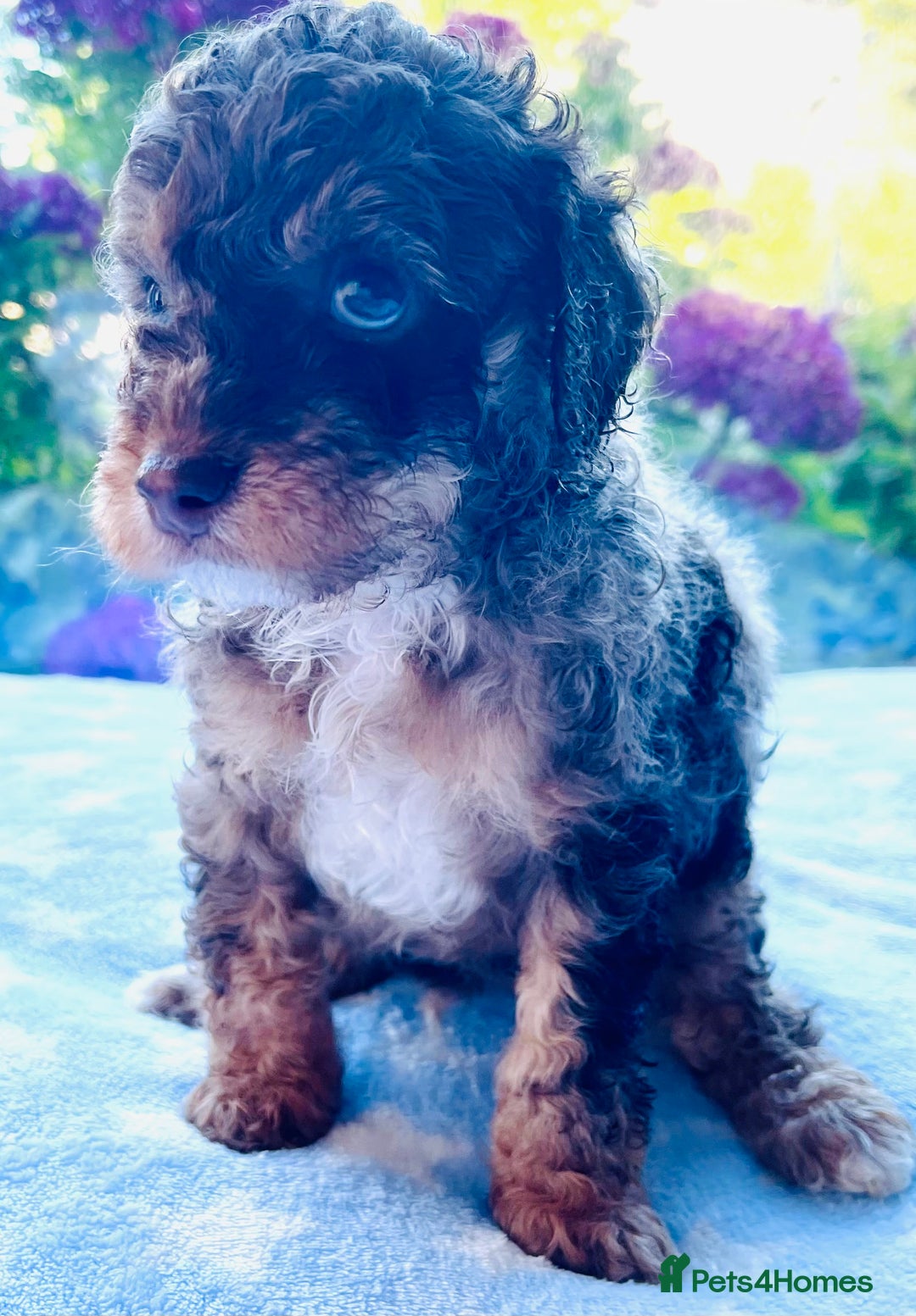 Cockapoo dogs for sale: Stunning fully DNA tested Cockapoo puppies - Image 32