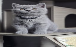 British Longhair cats for sale: GCCF  Show Quality Champion! - Image 3