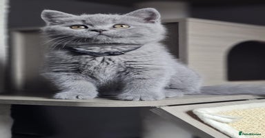 British Longhair cats - Advert 1