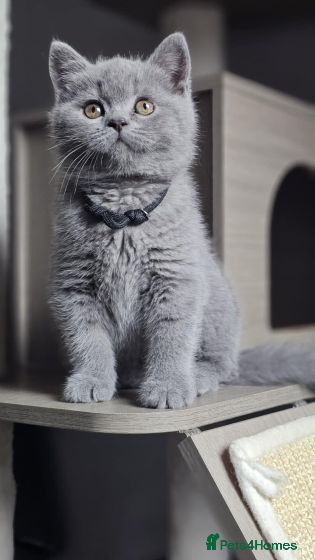 British Longhair cats for sale: GCCF  Show Quality Champion! - Image 3