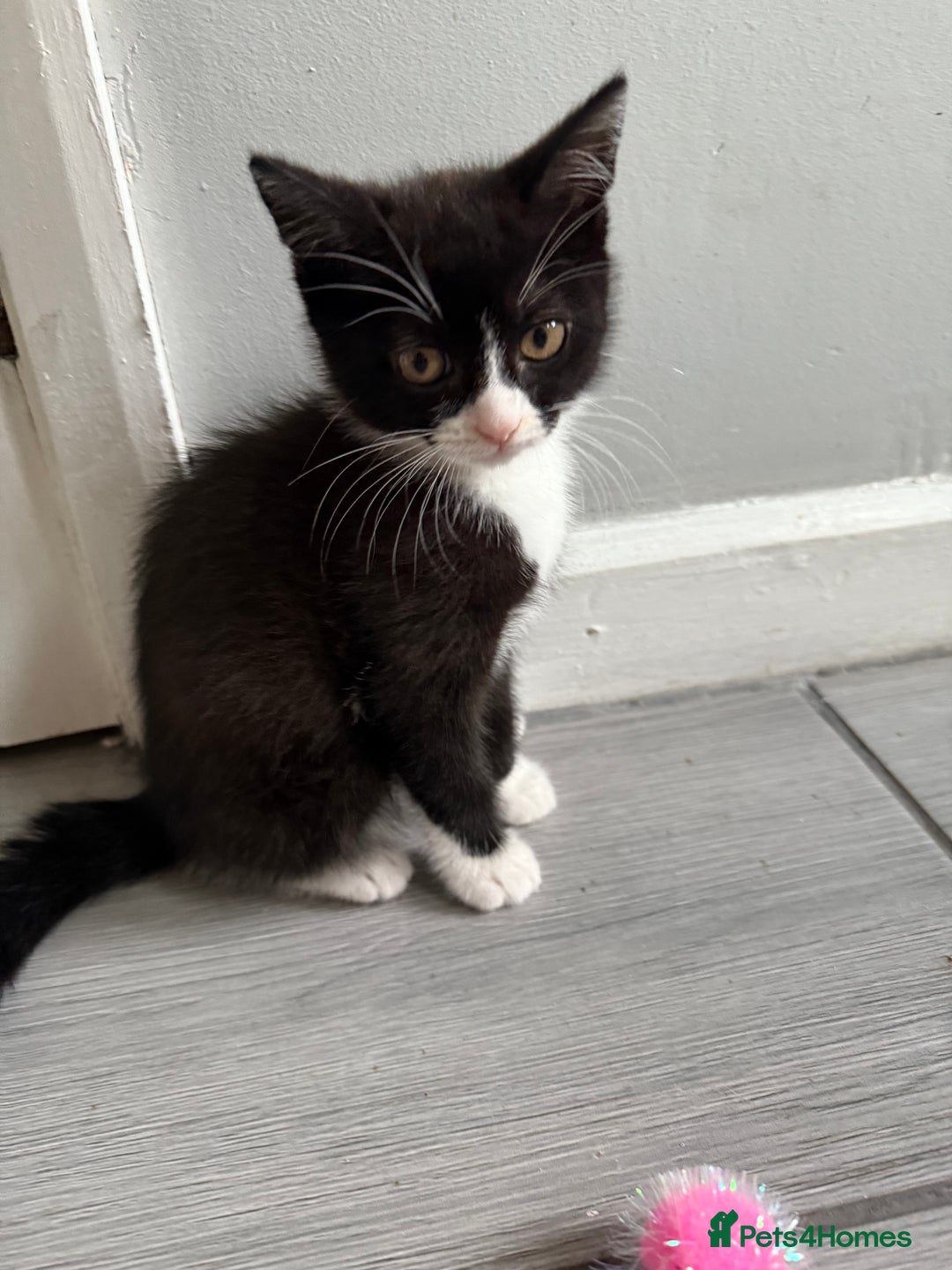 British Shorthair cats for sale: 4 x beautiful kittens available  - Image 12