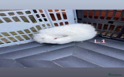 Guinea Pig rodents for sale: Baby guinea pigs for sale, various breeds - Image 1