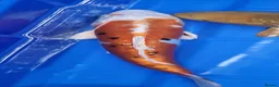Koi Carp fish for sale: Small Medium & Large Koi Pond Fish in Chorley Carp - Advert 10