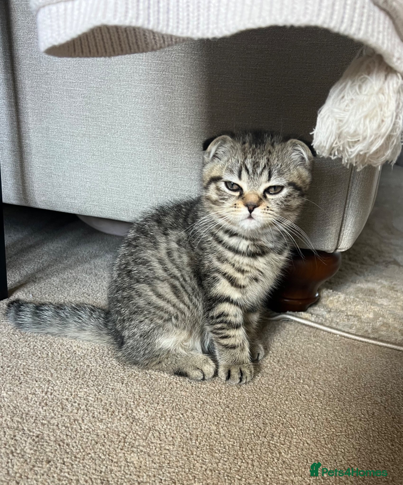 Scottish Fold cats 🌸 Scottish Fold Female Kitten  ready Now 🐾 - Advert 2