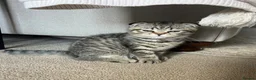 Scottish Fold cats for sale: 🌸 Scottish Fold Female Kitten  ready Now 🐾 - Advert 3