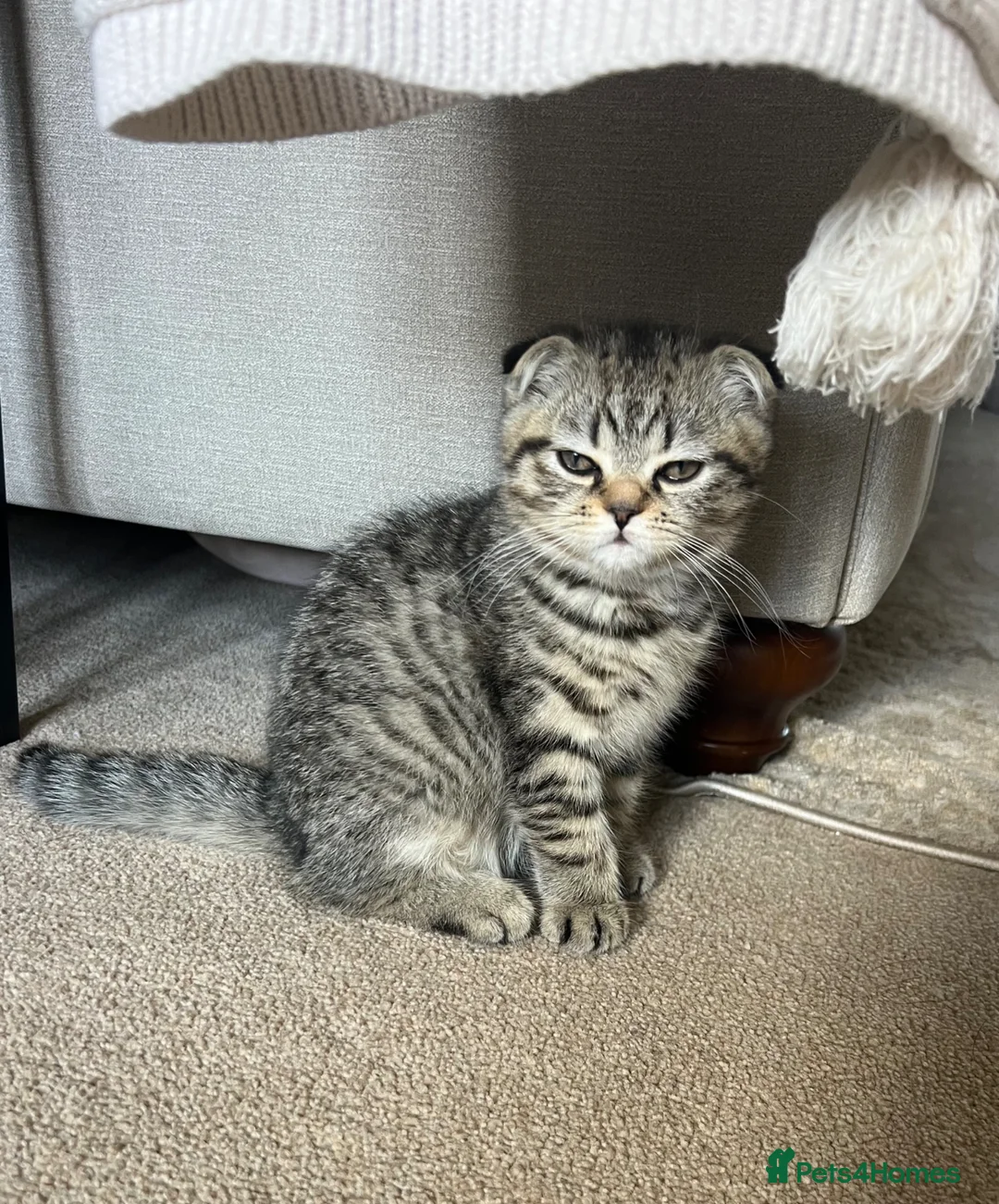 Scottish Fold cats for sale: 🌸 Scottish Fold Female Kitten  ready Now 🐾 - Advert 3